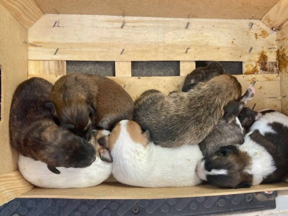 La Guardia Civil rescata a siete cachorros de mastín abandonados en un contenedor en Baena