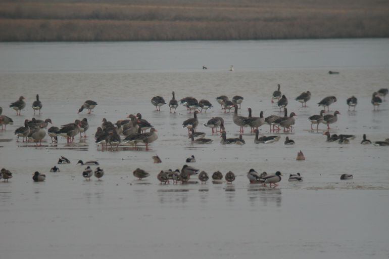 Imagen de ansares en la Laguna de la Nava 