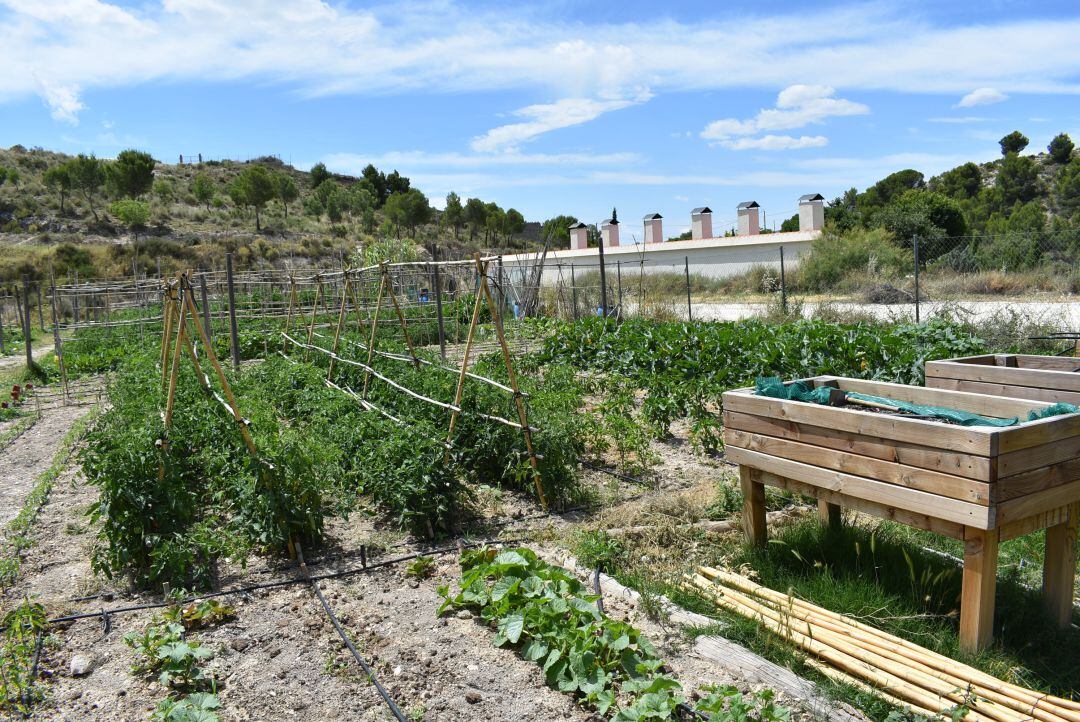 Finca Ferrusa donde están instalados los huertos urbanos de Petrer