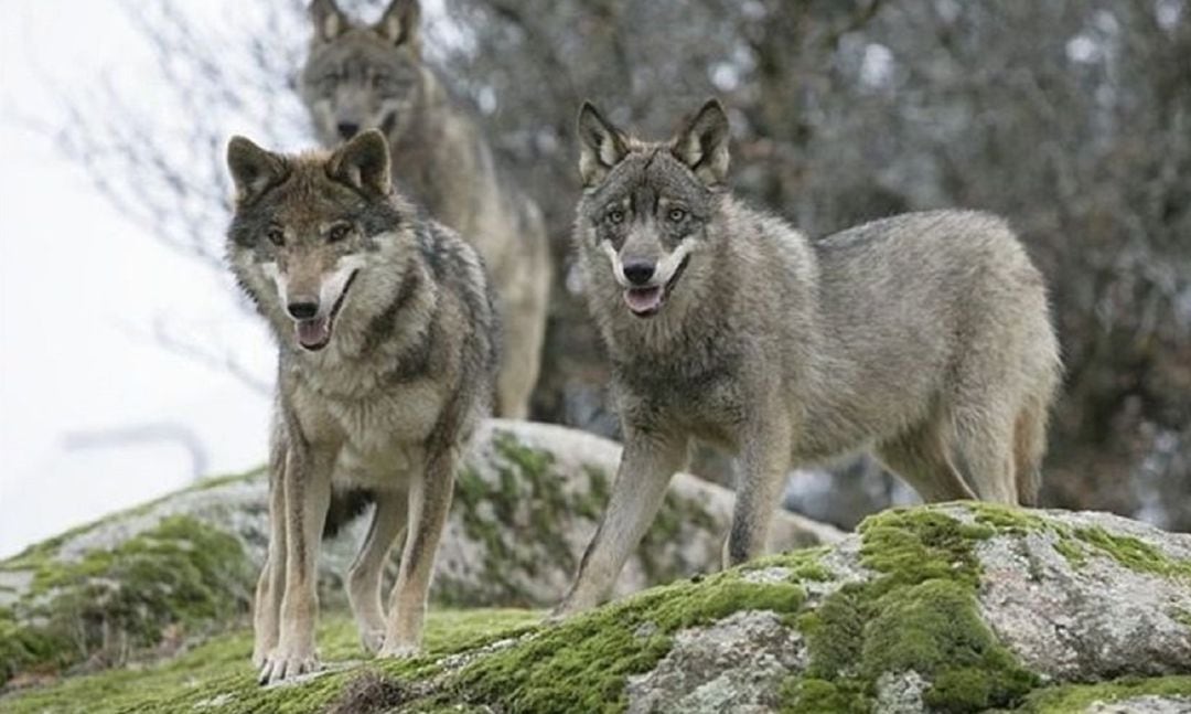 Manada de lobos