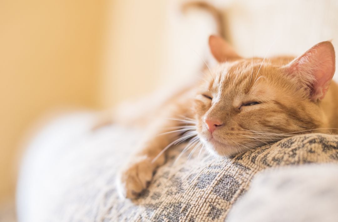 Los gatos son sinónimo de éxito en Internet.