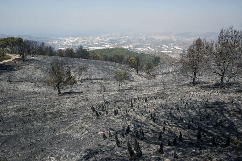 Zona calcinada en la Sierra de Lújar en julio de 2015