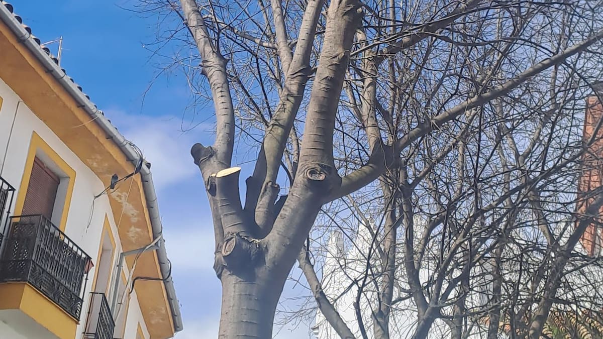 Vecinos denuncia poda de árboles por la Semana Santa