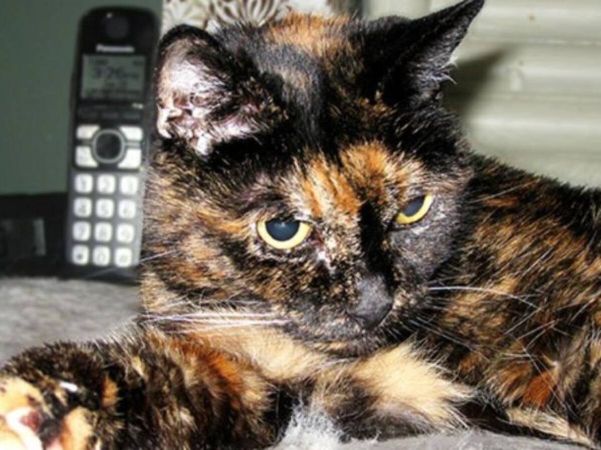 Tiffany Two, la gata más vieja del mundo, cumple 27 años