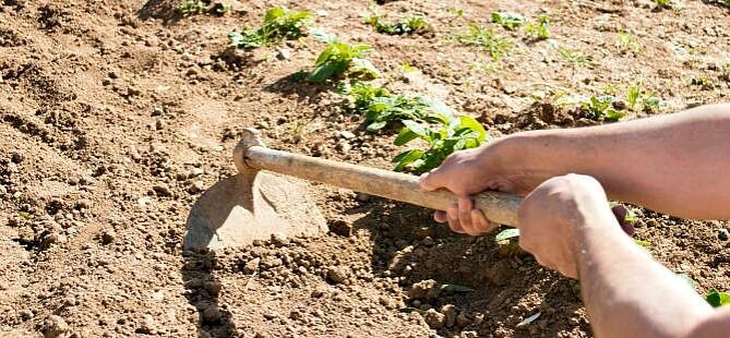 Jornalero trabajando en el campo