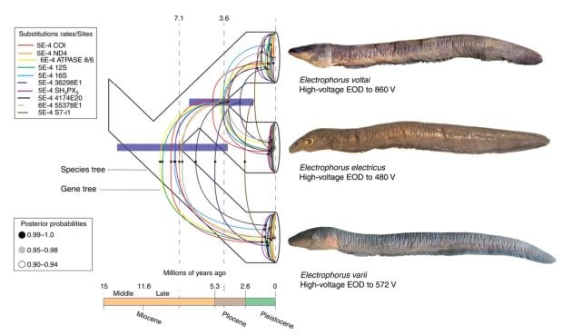 Las tres especies descubiertas.