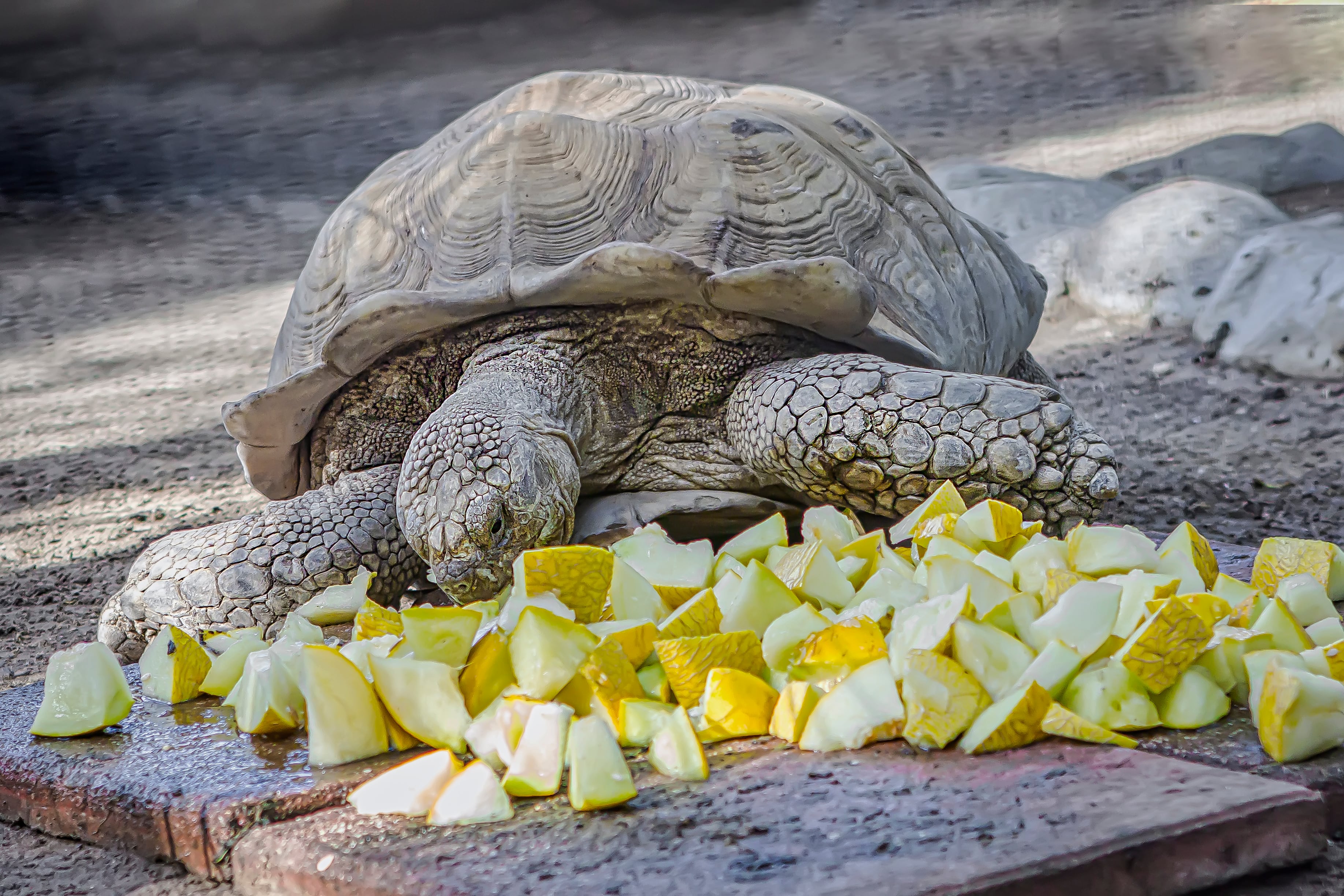 Una de las tortugas del Zoo de Jerez