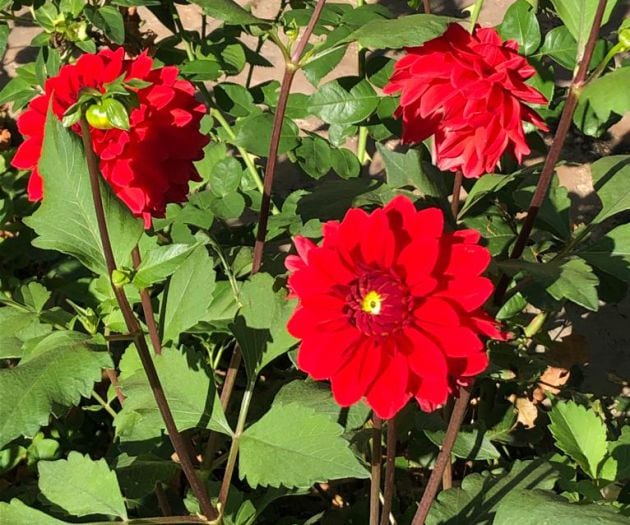 Imagen de las dalias del jardín de Jose María Barreda