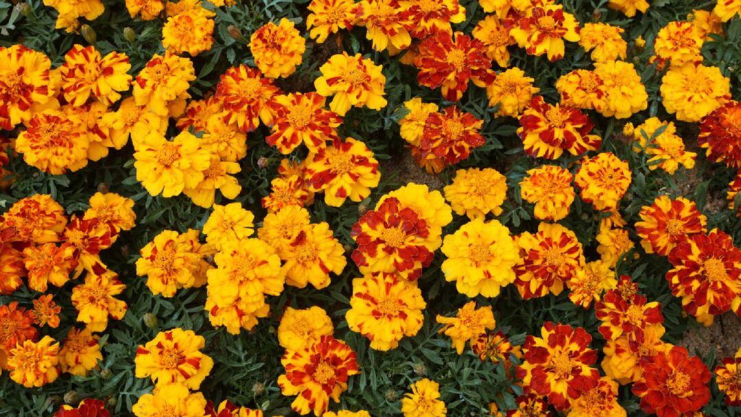 Tagetes