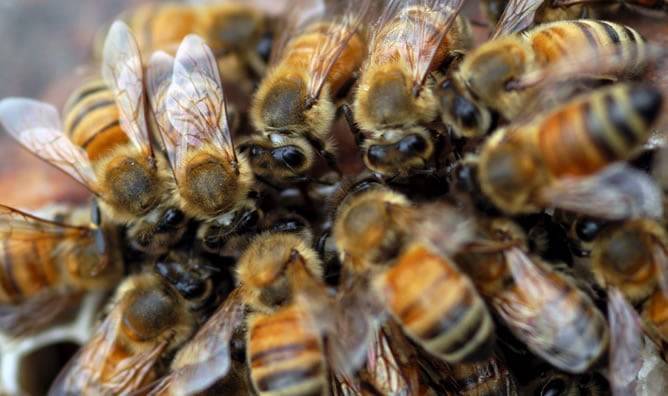 Imagen de un grupo de abejas en una colmena