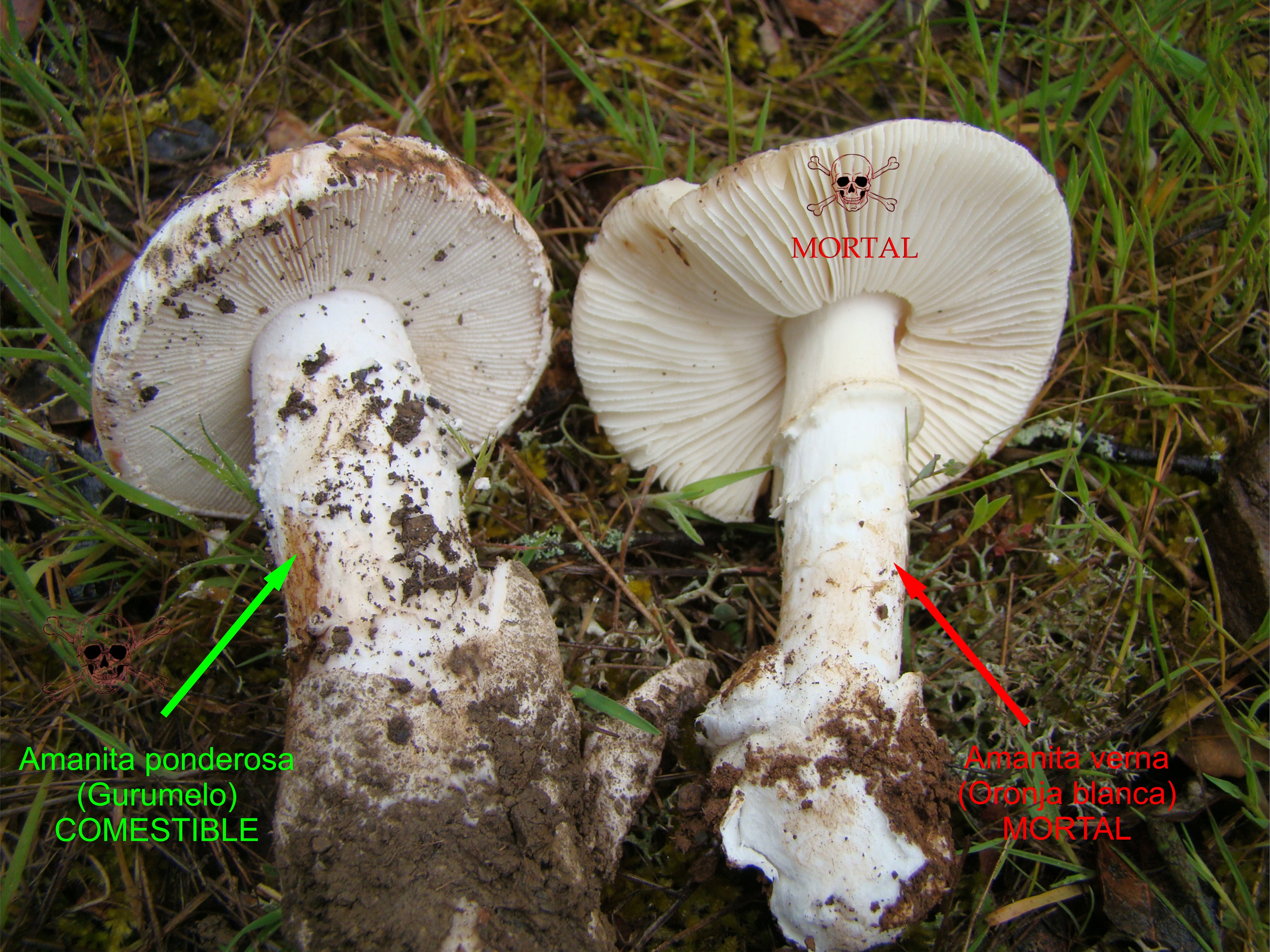 Amanita Ponderosa (comestible) y Amanita Verna (mortal)