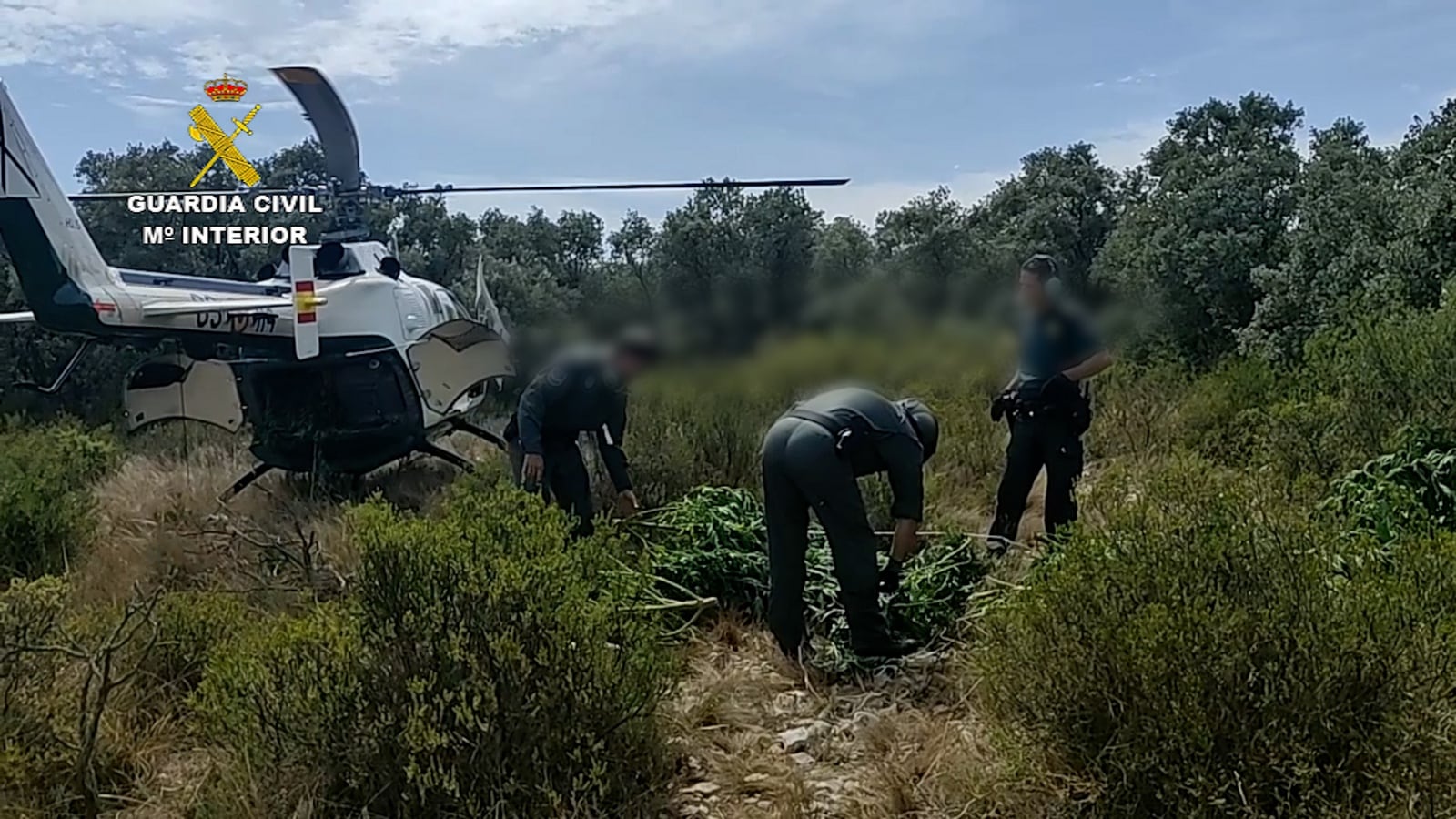 Helicóptero de la Guardia Civil accediendo a la plantación en término de Villalonga