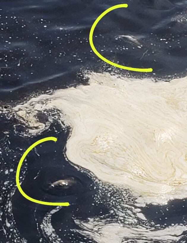 Peces flotando en Fuentes Claras