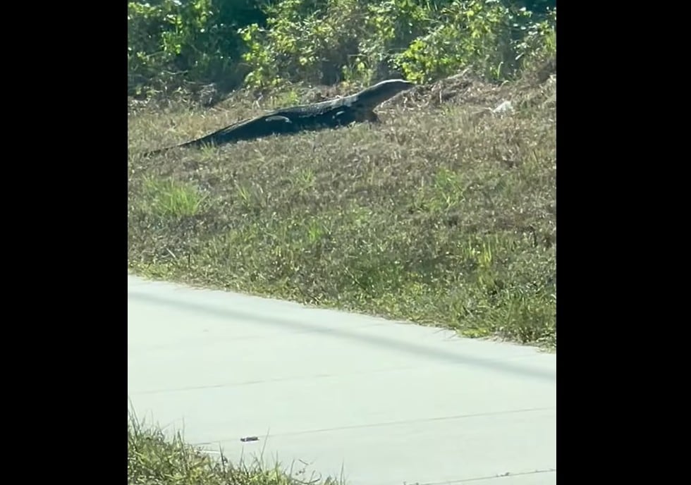 Animal observado durante la excursión.