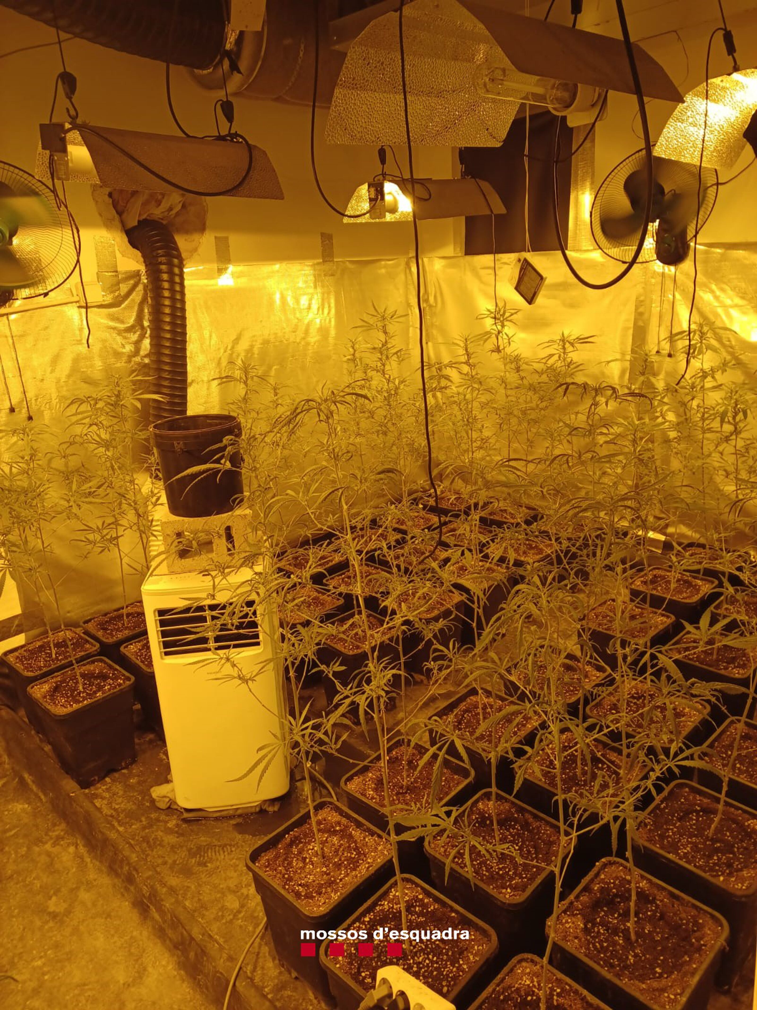 Plantes de marihuana que han trobat els Mossos a l'interior d'una casa a Vinaixa