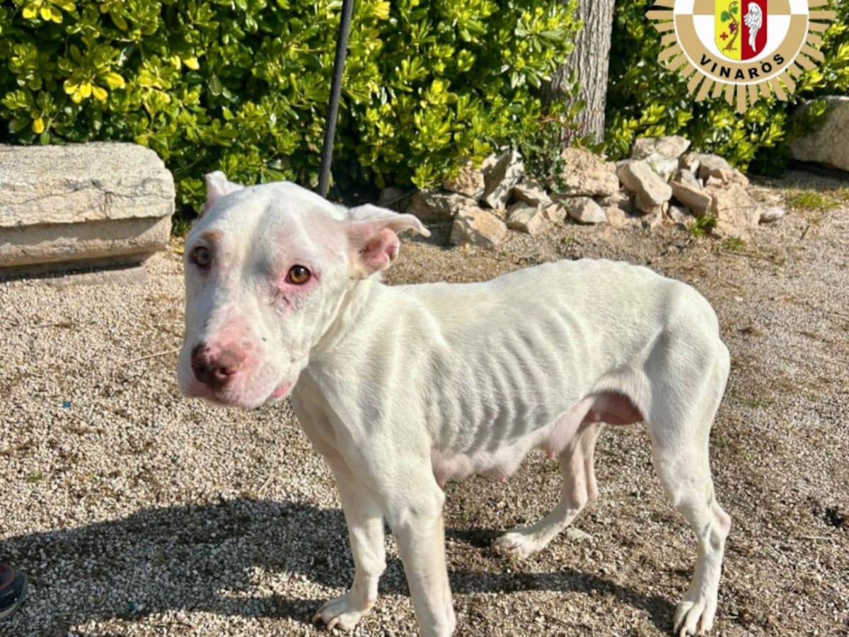 La Policía Local de Vinaròs rescata a cinco perros en estado de malnutrición y abandono