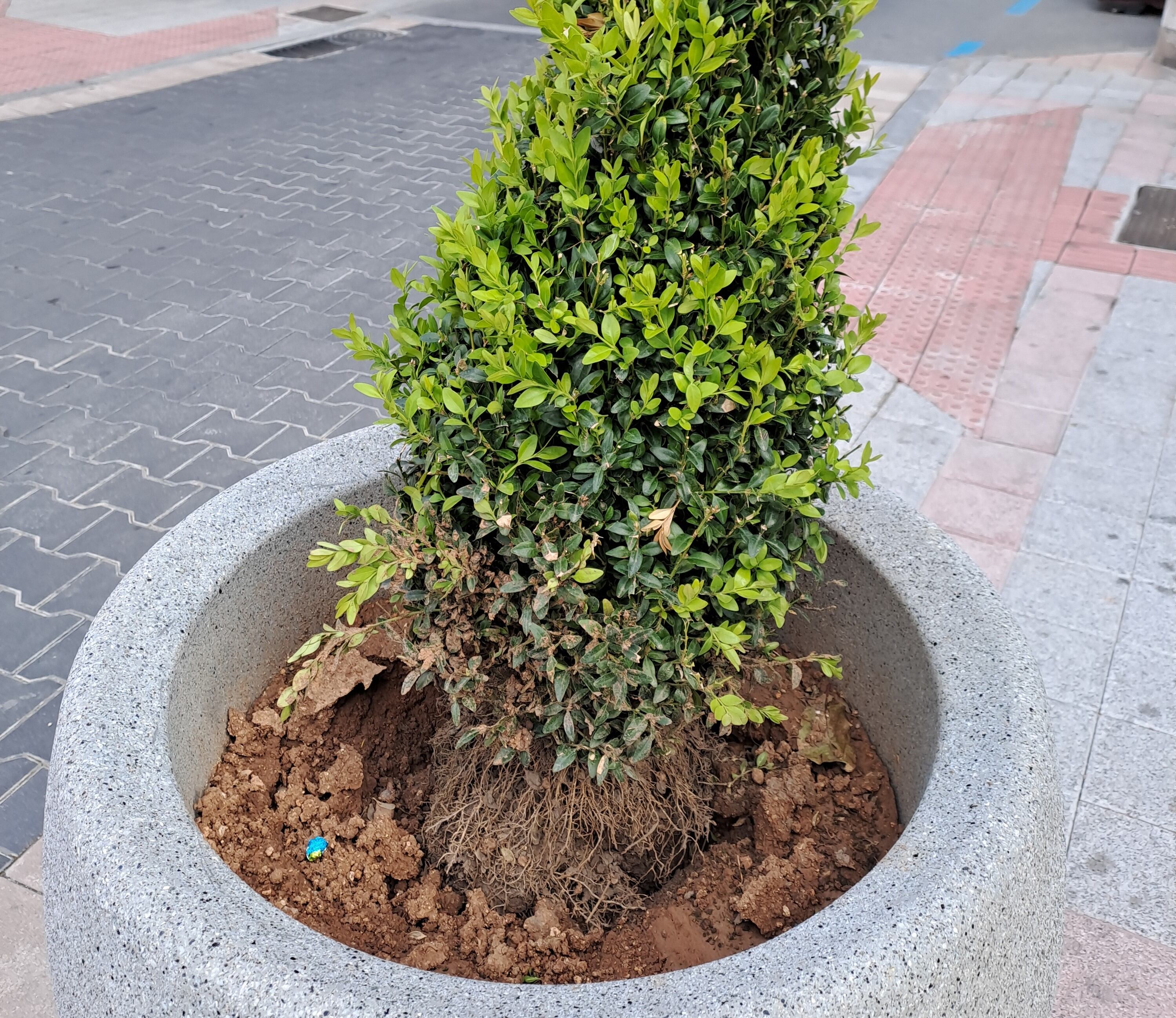 Actos vándalicos en el centro de Palencia