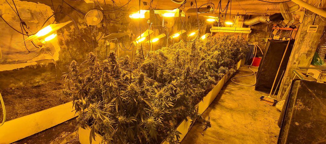 La plantación de marihuana estaba oculta en las instalaciones de un criadero de cerdos