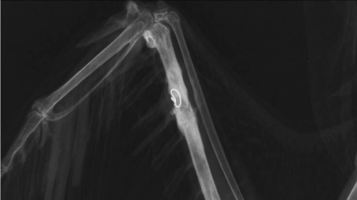 AMUS liberará un milano negro tras implantarle un hueso de otro ave donante