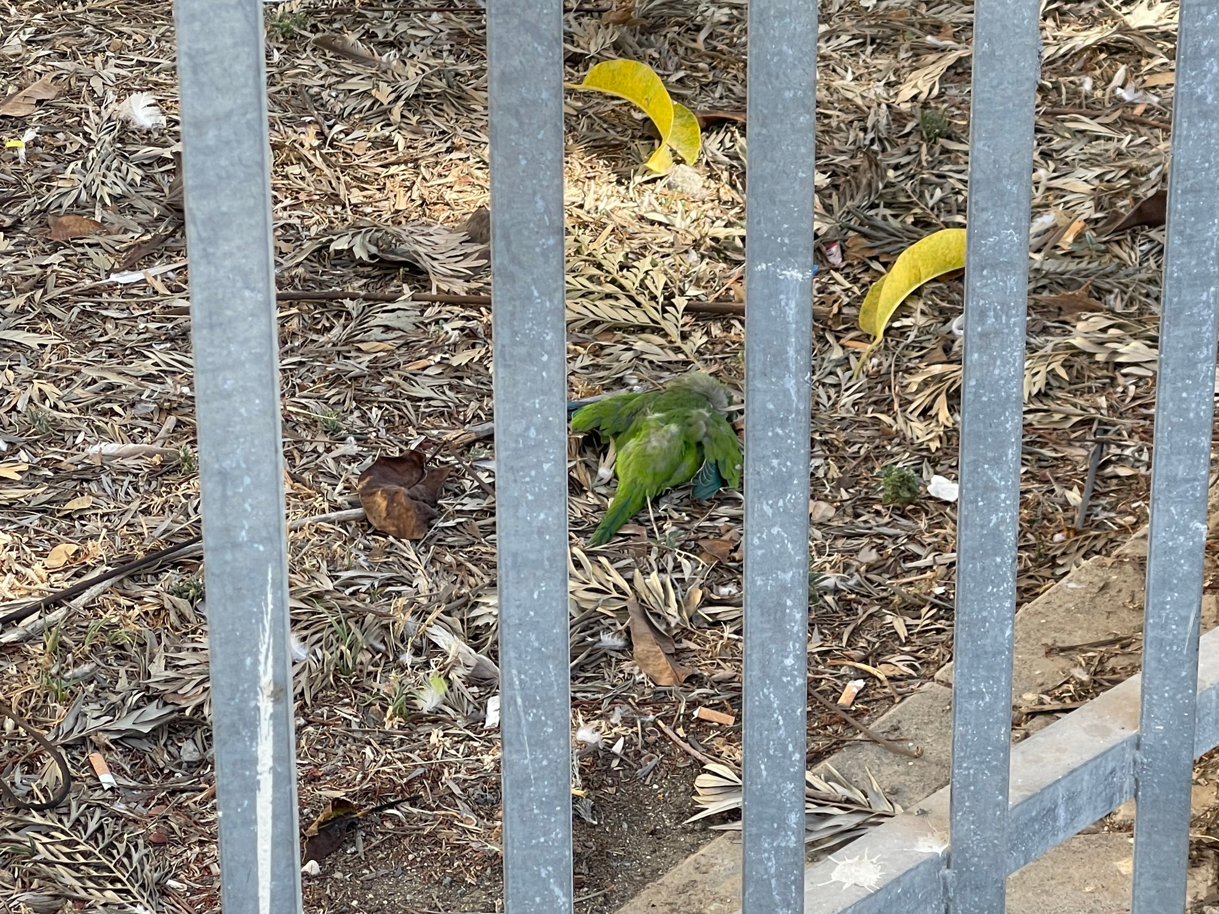 Ave moribunda junto a la entrada al Parque Huelin por el Centro de Salud esta misma mañana