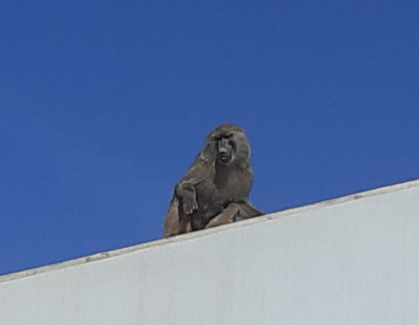 Atrapan un babuino que se había escapado en Murcia