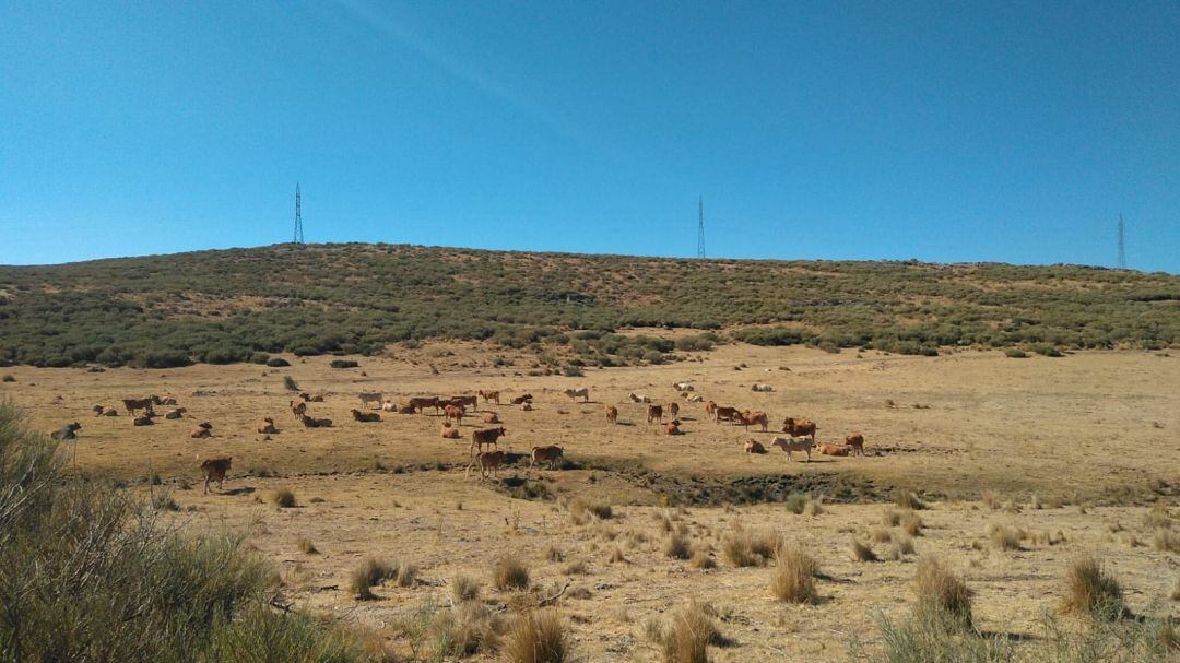 Finca &#039;Valdelavía de Arriba&#039; en la que se podría instalar la mayor planta de energía solar fotovoltaica de Ávila