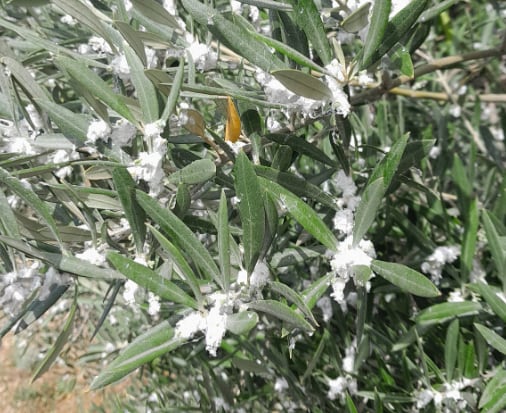 Olivo de Jaén afectado por la plaga del algodoncillo.