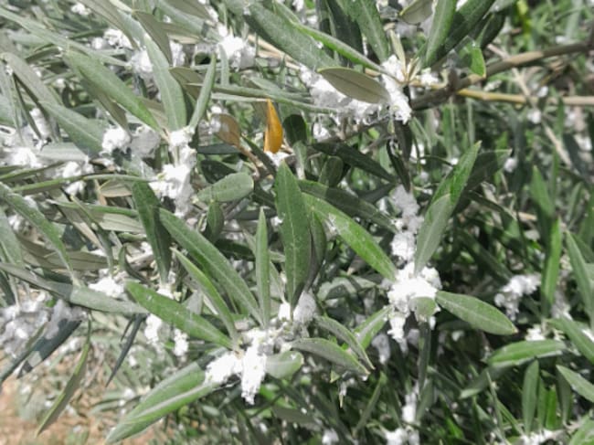 Olivo de Jaén afectado por la plaga del algodoncillo.