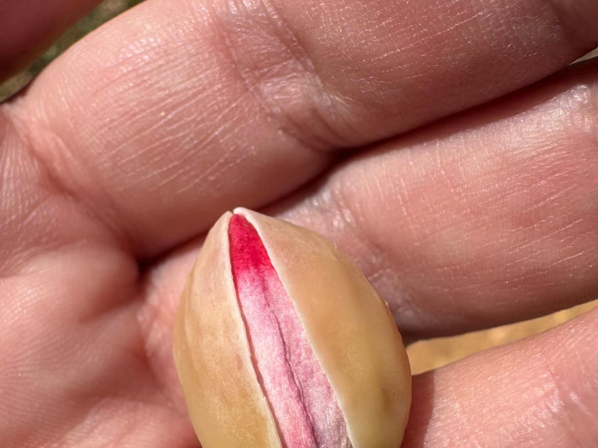 Ignacio Martínez: “El pistacho ha venido para quedarse como ingrediente clave en la industria alimentaria”