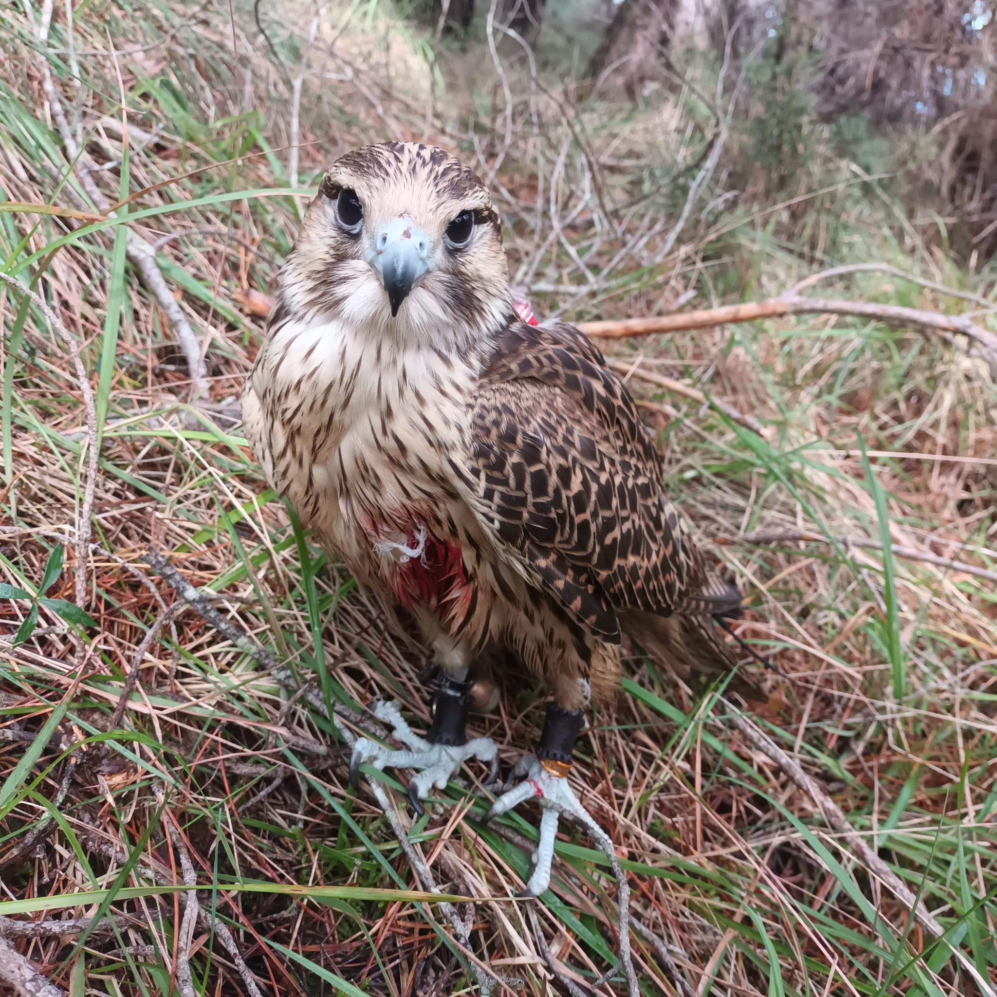 Halcón herido por balas de un cazador en el coto de Nanclares (Alava)