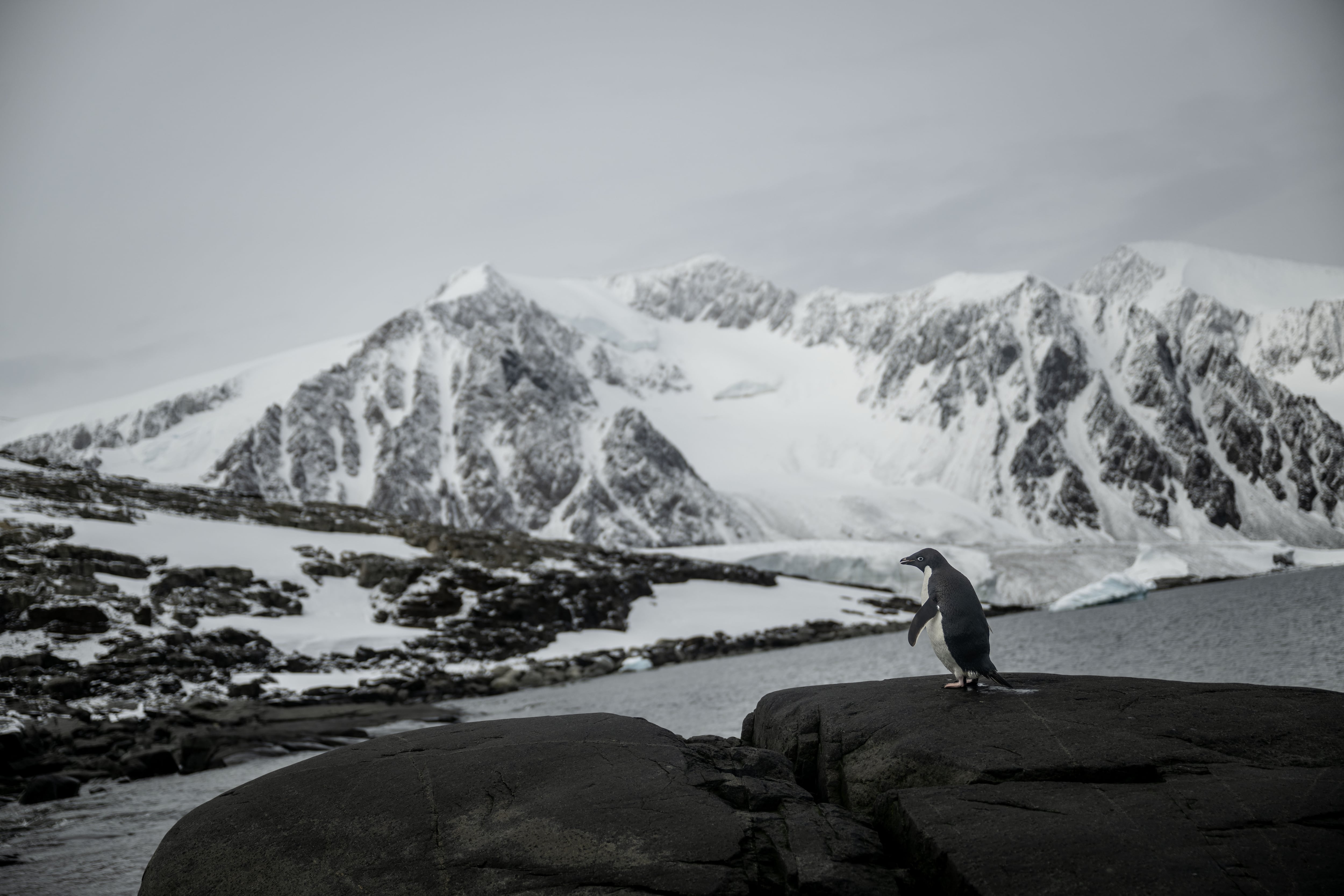 Ni los pingüinos se libran de los aranceles: el movimiento más surrealista de Donald Trump en su guerra económica
