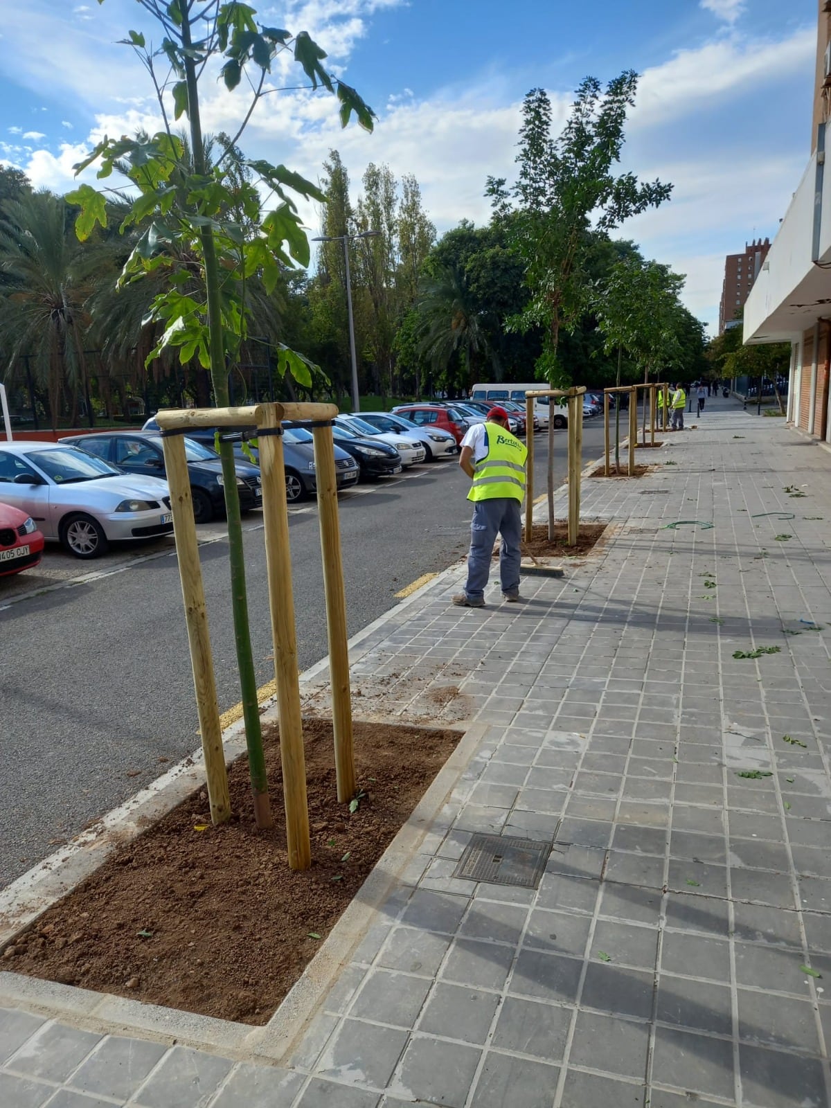 El Ayuntamiento de València inicia una nueva plantación masiva de árboles que aumentará la adaptación de la ciudad al cambio climático