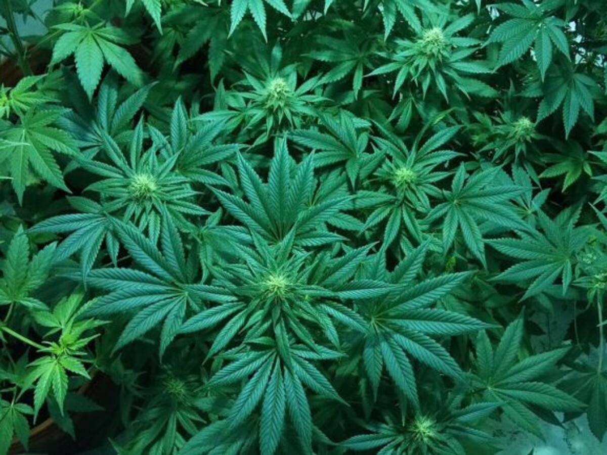 Cae un clan familiar dedicado a la venta de droga en Talavera y Plasencia