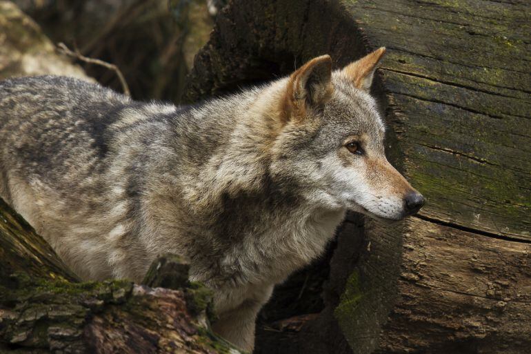 Ejemplar de lobo