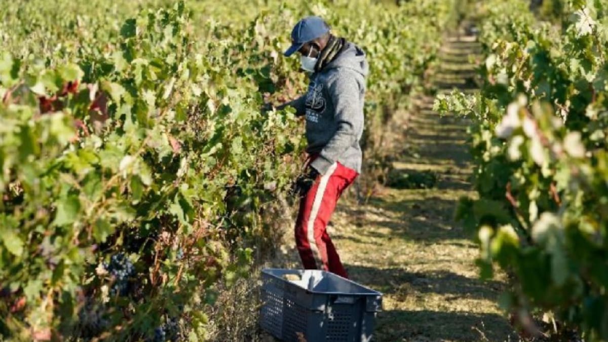 Rioja alavesa: Pendientes de la cosecha y balance de la temporada turística.