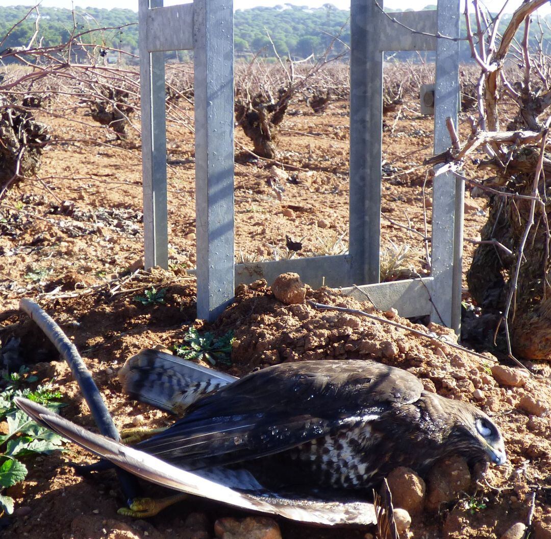 Buitre ratonero muerto por electrocución en un poste eléctrico