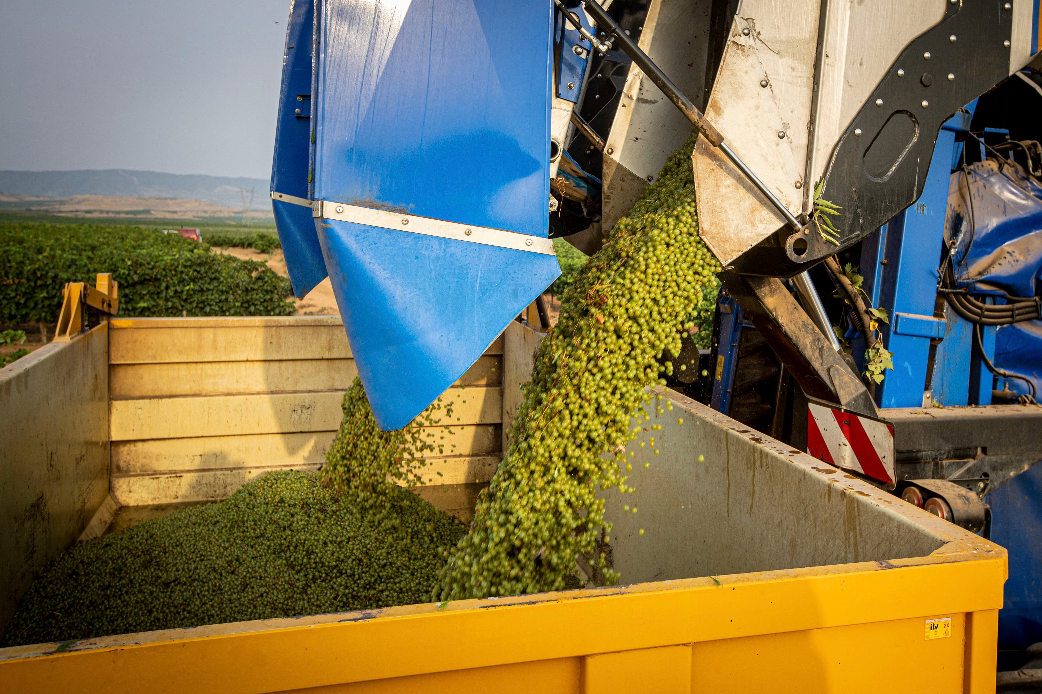LOGROÑO, 18/08/2025.- Comienzo de la vendimia, este lunes, en la localidad riojana de Aldeanueva de Ebro. La Denominación de Origen Calificada (DOCa) Rioja afronta una de las cosechas más cortas de su historia, en especial, en la uva tinta, debido al severo ataque de mildiu, los problemas de fertilidad en la planta y los pedriscos, pero con perspectivas de obtener calidad por el buen estado sanitario que presenta actualmente el viñedo. EFE/ Raquel Manzanares
