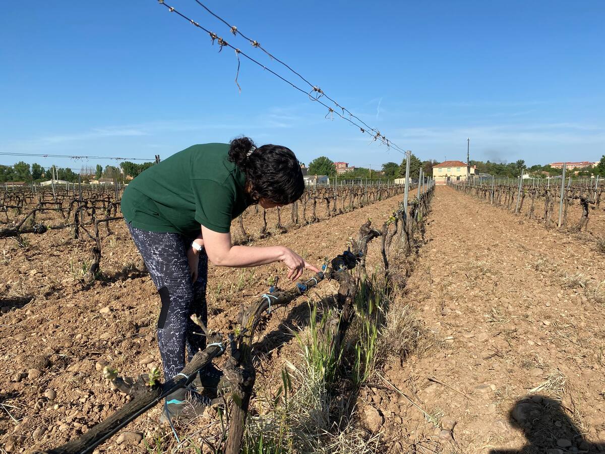 ¿Cómo pueden afectar las altas temperaturas al campo?