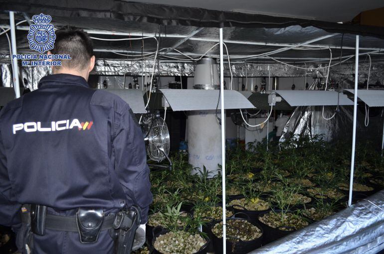 Imatge d'una de les plantacions de marihuana localitzada a l'organització criminal. Fotografia difosa el 9 de març del 2016 (horitzontal)