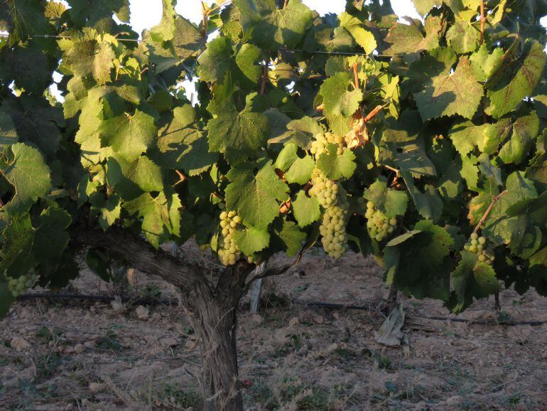 Uvas a punto de ser recolectadas 