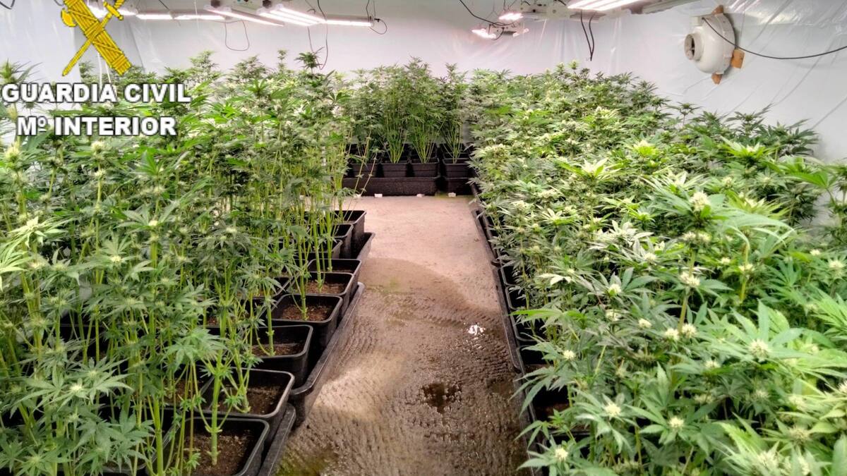 Tres hombres son detenidos como presuntos propietarios de un cultivo de marihuana en Abegondo