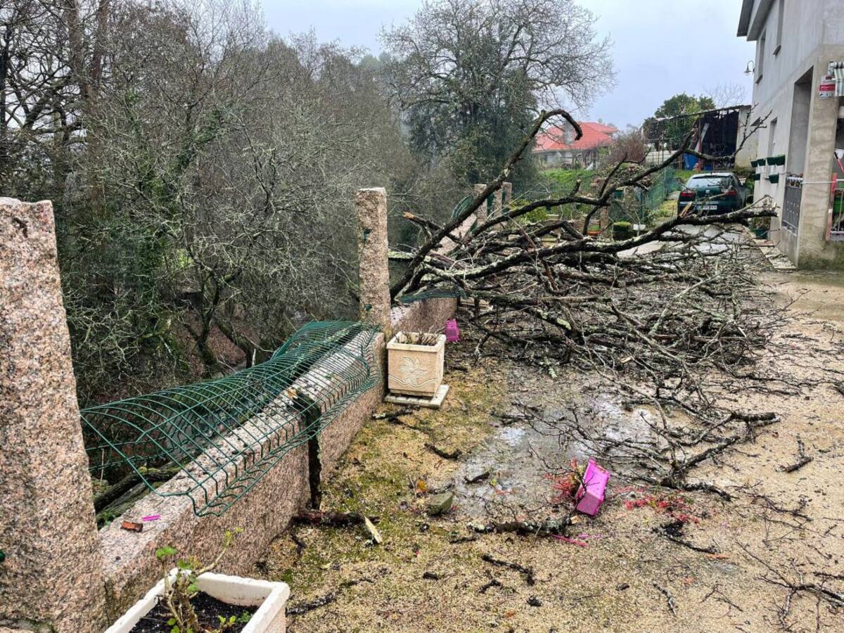 O Concello conciencia sobre a importancia da corta de árbores en zonas habitadas