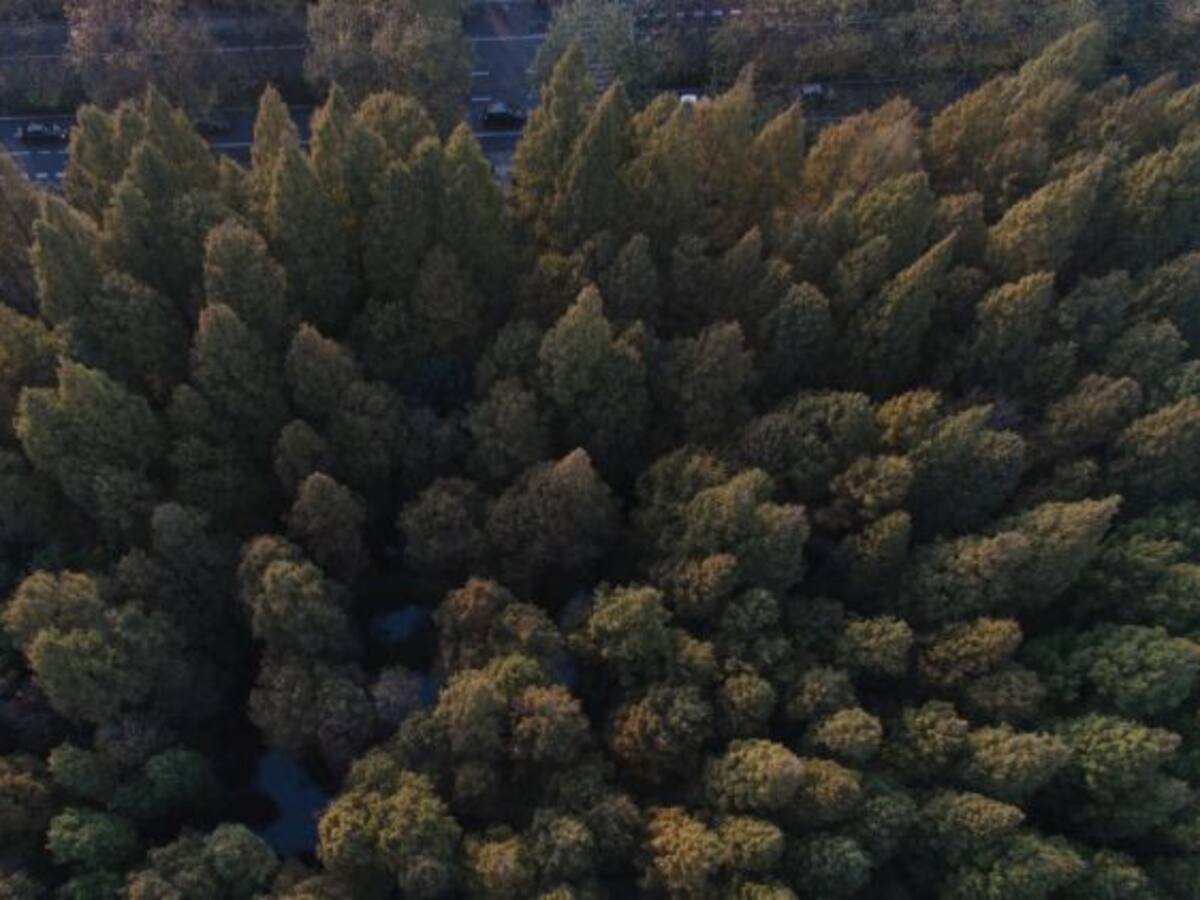 Sobrevive después de estar dos semanas atrapado en un cepo para jabalíes