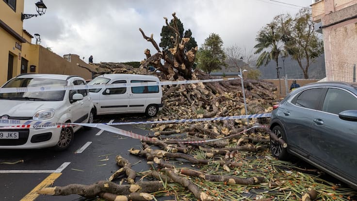 Adolfo González: "Sacar nuevos ejemplares de los esquejes". Ha explicado el acalde del municipio de Los Realejos cuál será el trabajo de los técnicos