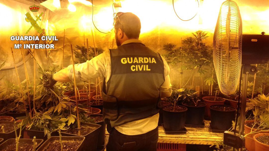 Cultivo de marihuana en Oliva 