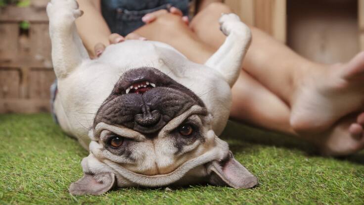 Entrevista a Alvaro Esclapez sobre el cuidado de nuestras mascotas durante el confinamiento