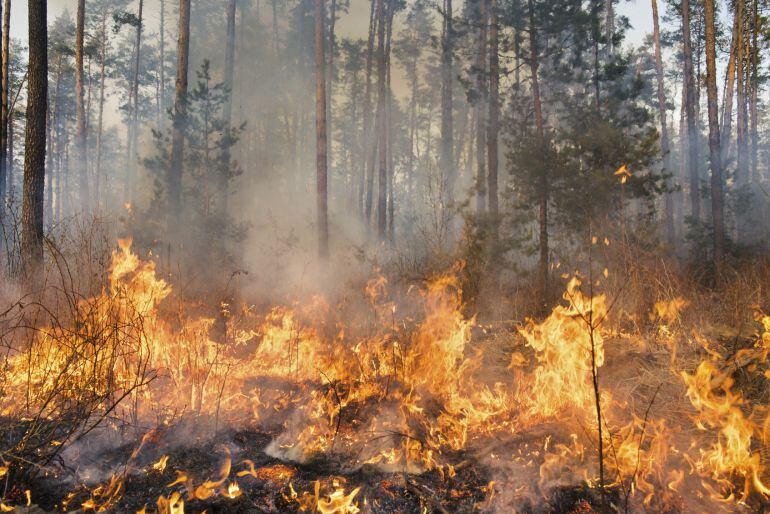 Un incendio forestal