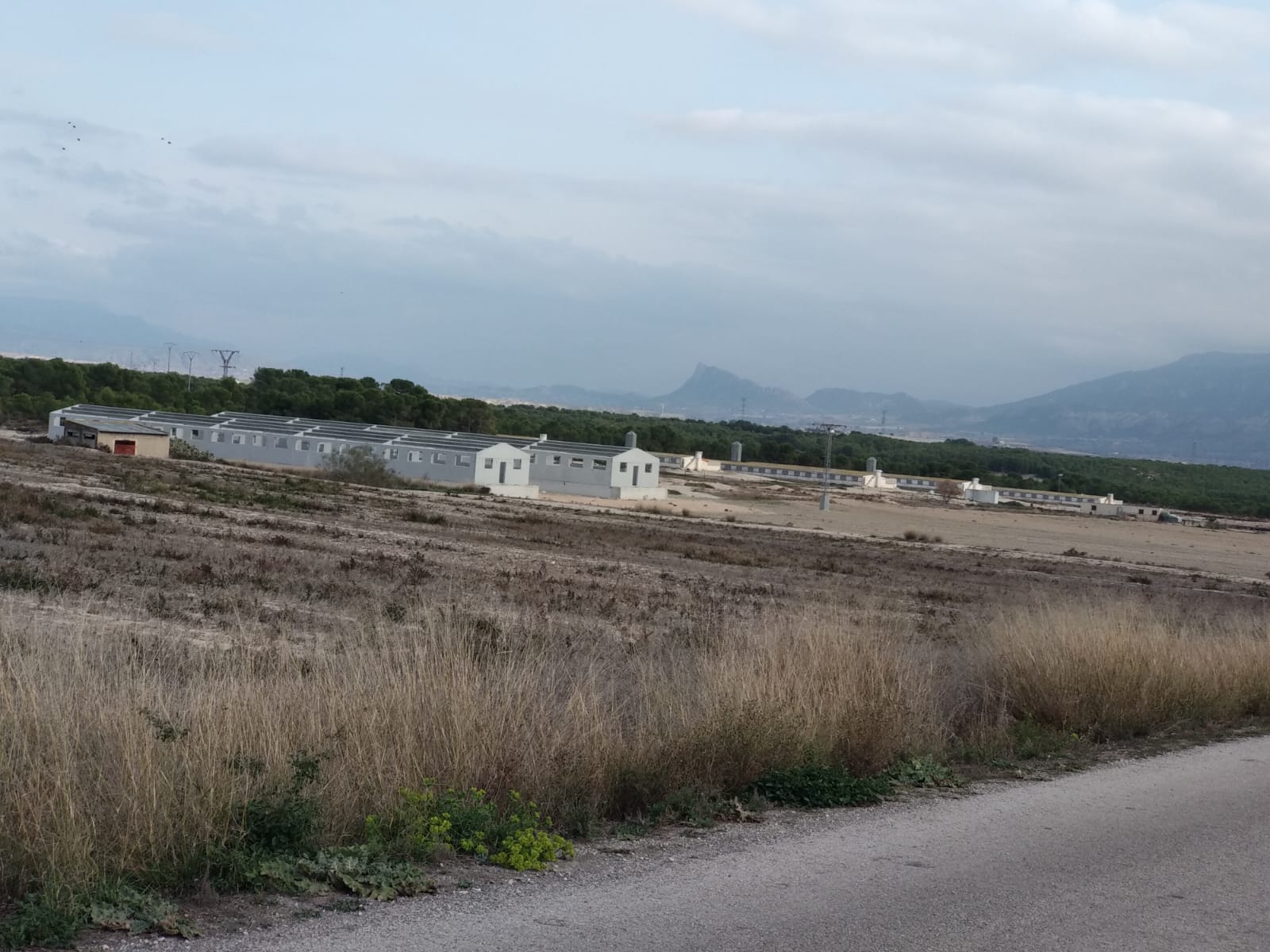 Macrogranjas en Fuente Álamo