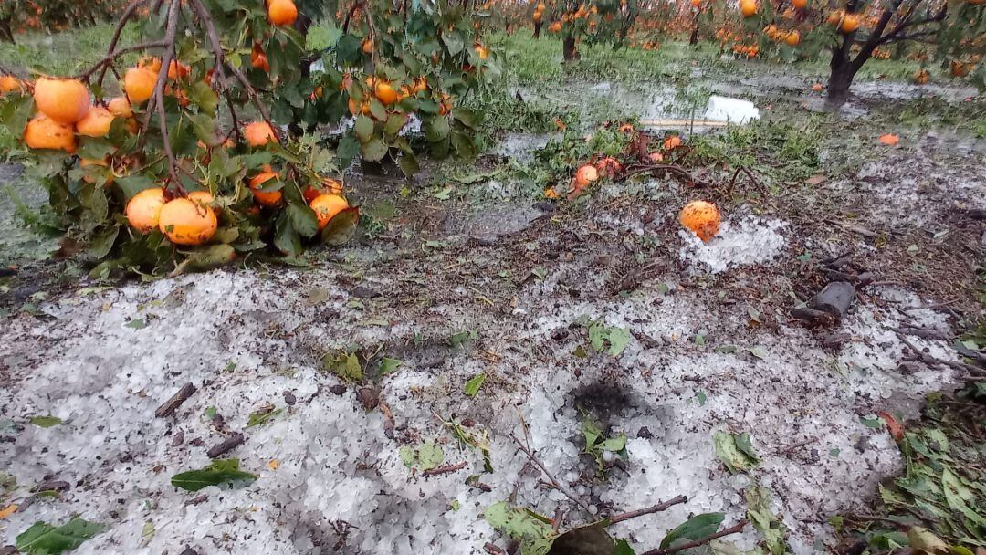 Daños producidos por el granizo en campos de caquis