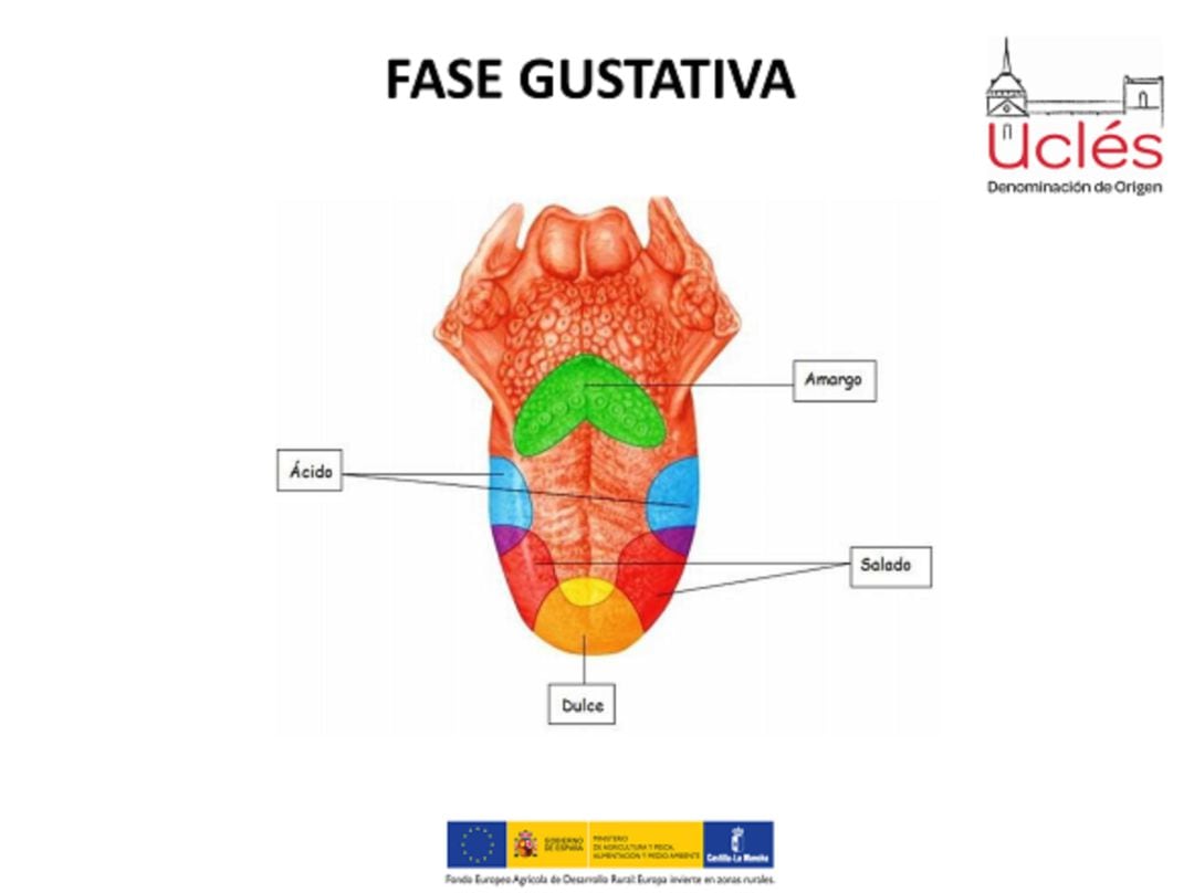 Fase gustativa